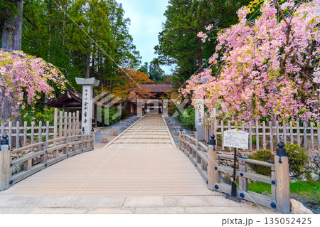 金剛峯寺の山門に咲くしだれ桜 金剛峯寺の山門に咲くしだれ桜 135052425