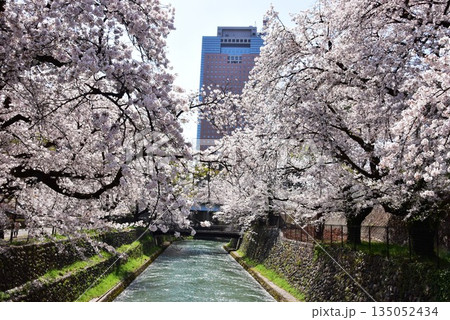 前橋市 前橋公園の柳原放水路と満開桜と群馬県庁 前橋市 前橋公園の柳原放水路と満開桜と群馬県庁 135052434