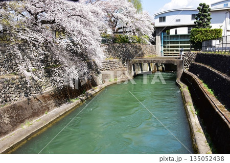 前橋市　前橋公園の柳原放水路と満開桜と柳原発電所放水口 135052438