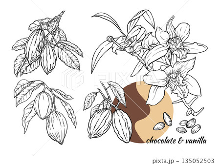 Vanilla orchid and cacao botanical set Vanilla orchid and cacao botanical set 135052503