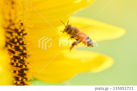 ヒマワリの花に飛んできた一匹のミツバチ 135052721