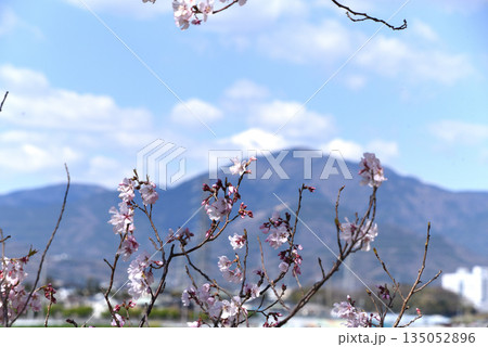 桜 桜 135052896