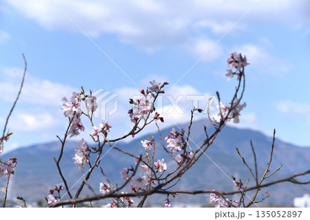 桜 135052897