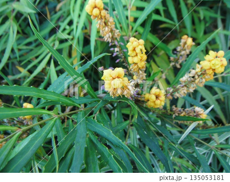 枯れかけたナリヒラヒイラギナンテンの黄色い花 枯れかけたナリヒラヒイラギナンテンの黄色い花 135053181