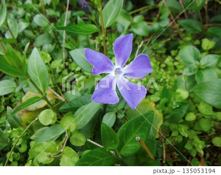 青いヒメツルニチニチソウの花 135053194