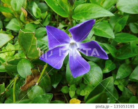 紫色の花を咲かせたヒメツルニチニチソウ 135053195