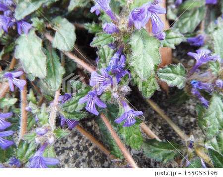 キランソウの紫色の花 135053196