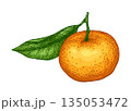 Mandarin with leaf. Vintage tangerine illustration 135053472