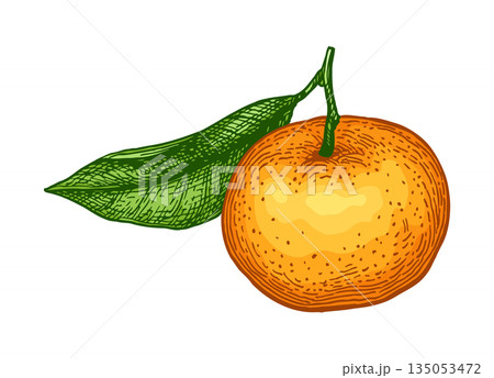 Mandarin with leaf. Vintage tangerine illustration 135053472
