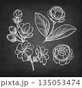 Jasmine Sambac collection of chalk sketches. 135053474