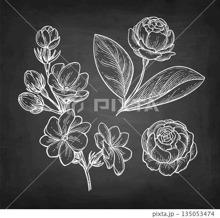 Jasmine Sambac collection of chalk sketches. Jasmine Sambac collection of chalk sketches. 135053474