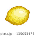 Hand drawn lemon illustration 135053475