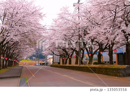 満開に咲く新潟県小千谷市千谷工業団地の桜 満開に咲く新潟県小千谷市千谷工業団地の桜 135053558