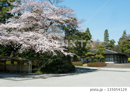 春の皇居内に咲く桜と和風建築(皇居乾通り一般公開) 春の皇居内に咲く桜と和風建築(皇居乾通り一般公開) 135054129