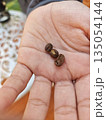 Close up human hand presenting three brown roasted coffee beans with natural skin texture showing agricultural harvest concept with proud feeling 135054144