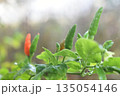 Fresh chili pepper plant green red leaf garden spicy vegetable organic growth vibrant nature outdoor closeup macro farm agriculture seasoning ingredient healthy raw heat summer produce botany 135054146