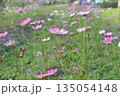 Flower cosmos meadow wildflower pink blossom nature spring outdoor garden scene with delicate petals swaying gently, soft focus background suggesting peaceful countryside and fresh green growth 135054148