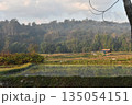 Rice field terrace mountain mist rural sunrise sky tree house reflection create peaceful countryside landscape with wet paddy, distant forest hill and soft morning light over farm 135054151