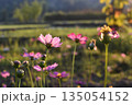 Pink flower cosmos meadow sunset light nature countryside summer garden with pink flower under sunset light as cosmos meadow in countryside summer nature garden 135054152