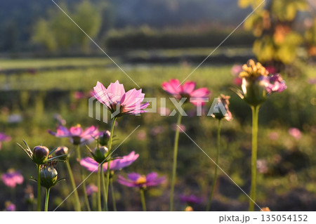 Pink flower cosmos meadow sunset light nature countryside summer garden with pink flower under sunset light as cosmos meadow in countryside summer nature garden Pink flower cosmos meadow sunset light nature countryside summer garden with pink flower under sunset light as cosmos meadow in countryside summer nature garden 135054152