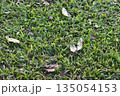 Grass lawn closeup green nature background dry leaf gentle outdoor park scene with fresh grass blade texture and scattered brown foliage creating calm natural pattern under soft daylight 135054153