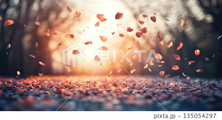 Delicate Cherry Blossom Petals Gently Falling in Soft Sunlight, Spring Bloom, Serene Floral Background 135054297