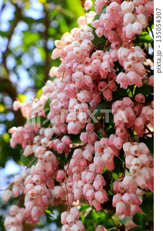 ピンク色の可愛いアセビの花 ピンク色の可愛いアセビの花 135054307