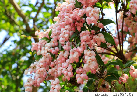 ピンク色の可愛いアセビの花 ピンク色の可愛いアセビの花 135054308