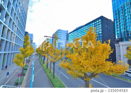 《愛知県》名古屋都市風景 秋の桜通 黄葉した銀杏並木 《愛知県》名古屋都市風景 秋の桜通 黄葉した銀杏並木 135054583