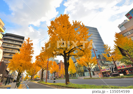 《愛知県》名古屋都市風景　秋の桜通　黄葉した銀杏並木 135054599