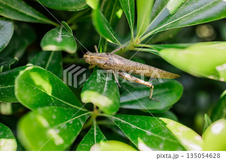 Grasshopper camouflaged among glossy schefflera leaves in sunlight. Natural adaptation, biodiversity balance, and quiet coexistence within dense green vegetation ecosystems. 135054628