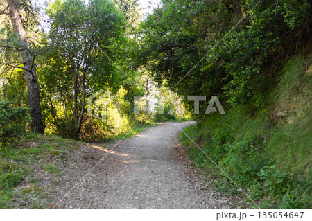 Curving forest path surrounded by dense green woodland. Slow movement, mindful walking, and connection with nature shaping calm outdoor exploration experiences. 135054647