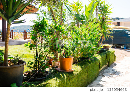 Terrace garden with oleander, yucca, dracaena and banana plants. Domestic landscaping, plant care routines, and tranquil outdoor living supporting harmony with nature. Terrace garden with oleander, yucca, dracaena and banana plants. Domestic landscaping, plant care routines, and tranquil outdoor living supporting harmony with nature. 135054668