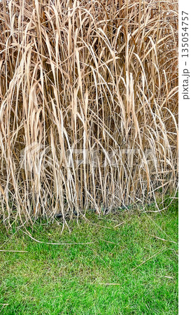 Tall golden ornamental miscanthus grass growing next to a green lawn in a beautiful autumn garden Tall golden ornamental miscanthus grass growing next to a green lawn in a beautiful autumn garden 135054757