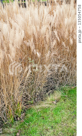 Tall golden ornamental miscanthus grass growing next to a green lawn in a beautiful autumn garden Tall golden ornamental miscanthus grass growing next to a green lawn in a beautiful autumn garden 135054758