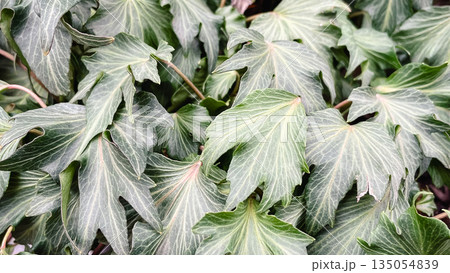 Dense green ivy leaves with visible white veins forming a natural botanical background in a garden 135054839