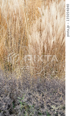 Dense texture of dry golden ornamental grass stalks in a winter garden creating a natural background 135054840