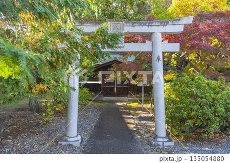 乙訓寺 鎮守八幡社 紅葉の季節 乙訓寺 鎮守八幡社 紅葉の季節 135054880