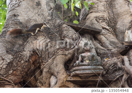 THAILAND PHITSANULOK WAT RATCHABURANA THAILAND PHITSANULOK WAT RATCHABURANA 135054948