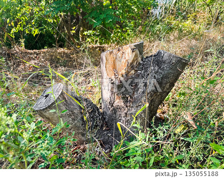 Tree stump surrounded by greenery in a forest setting 135055188