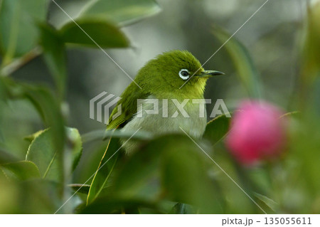 山茶花の中からメジロさんが出てきたよー 春イメージ (fix撮影) 山茶花の中からメジロさんが出てきたよー 春イメージ (fix撮影) 135055611