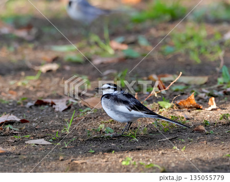 ハクセキレイ ハクセキレイ 135055779