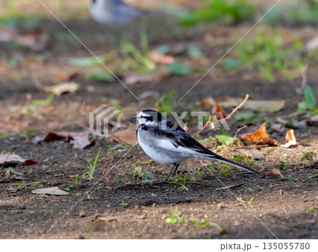 ハクセキレイ ハクセキレイ 135055780