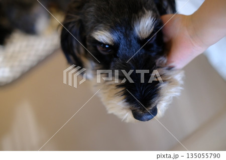 日差しの中で飼い犬の頭を上からなでる子供の手 日差しの中で飼い犬の頭を上からなでる子供の手 135055790