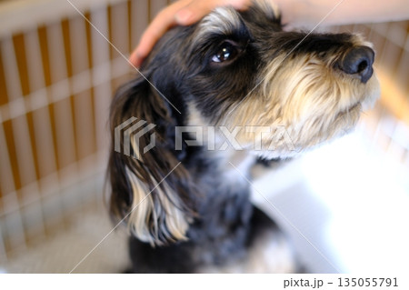 日差しの中で飼い犬の頭をなでる子供の手 日差しの中で飼い犬の頭をなでる子供の手 135055791