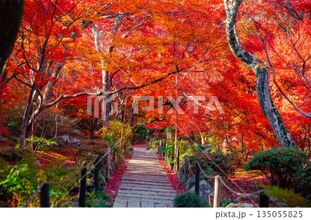 秋の宝筐院 もみじのトンネル 135055825