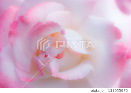 縁起の良さそうな紅白の薔薇 縁起の良さそうな紅白の薔薇 135055976