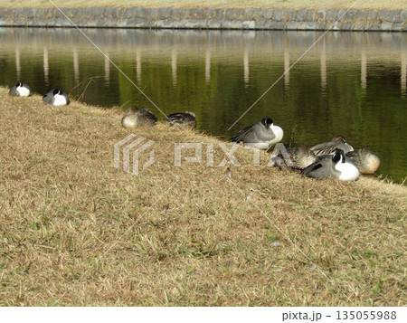 稲毛海浜公園に来た冬の渡り鳥オナガガモ 稲毛海浜公園に来た冬の渡り鳥オナガガモ 135055988