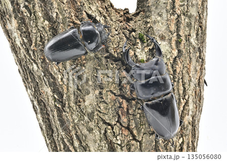 オオクワガタ 135056080