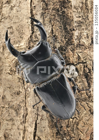 オオクワガタ 135056084